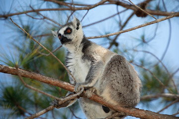 ring-tailed gray lemur in natural environment Madagascar.Close-up, cute primate © Elena