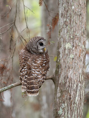 Barred Owl Perched on Bald Cypress Branch Looking to its Right