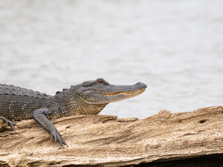 Close Up of the Head and Chest of an American Alligator in the Wild
