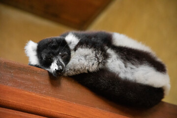 black and white ruffed lemur in its natural habitat