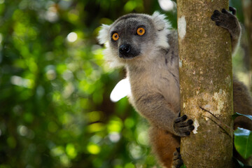 lemur Eulemur endemic animal of Madagascar - Powered by Adobe