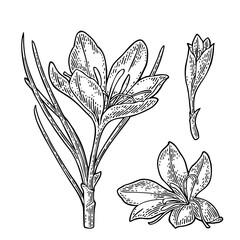Plant saffron with flower and stamens. Black engraving vintage vector illustration - 697812230