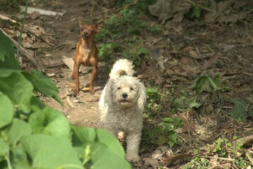 dog, pet, animal, puppy, white, canine, cute, bichon, breed, maltese, portrait, poodle, domestic, mammal, fluffy, bichon frise, small, hair, frise, adorable, purebred, dogs, friend, isolated, fur
