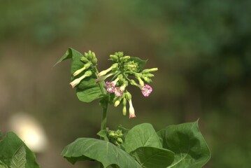 flower, nature, plant, spring, garden, leaf, flowers, blossom, bloom, flora, macro, closeup, grass, summer, beauty, pink, purple, leaves, blooming, tree, herb, branch, field, season, botany