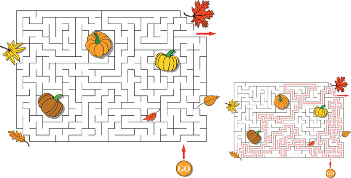 Thanksgiving autumn labyrinth with scattered pumpkins and leaves. Maze with entry and exit. Solution included - red passing route. Children logic game for brain training. Vector illustration