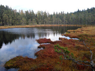 Fototapeta na wymiar Lake and moor in Bottnaryd Nature reserve, Sweden