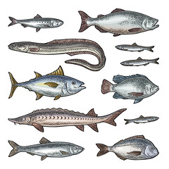 Whole fresh different types fish. Vector engraving vintage