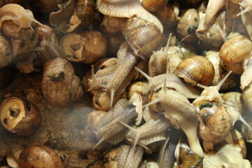 A lot of snails in a general plan, top view. Growing snail delicacies on the farm