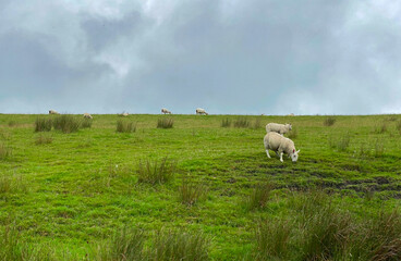 Rural landscape on, Varley Road, with sheep grazing on a sloping field, and heavy rain clouds above...