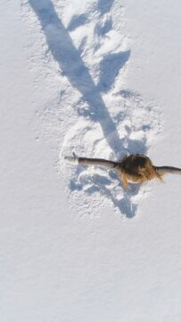 Young woman with long hairs spinning around in snow at sunny winter day. Slow motion. View from above. Vertical Video