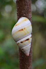Florida Tree Snail - Liguus fasciatus - on Gumbo Limbo Tree - Bursera simaruba in Everglades National Park, Florida.