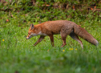 red fox in the wild