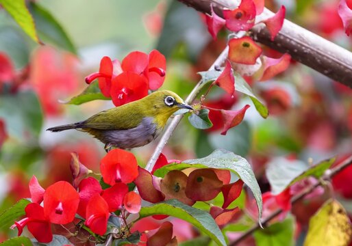 Indian white-eye on red flower. Indian white-eye (Zosterops palpebrosus), formerly the Oriental white-eye, is a small passerine bird in the white-eye family.this photo was taken from Bangladesh.