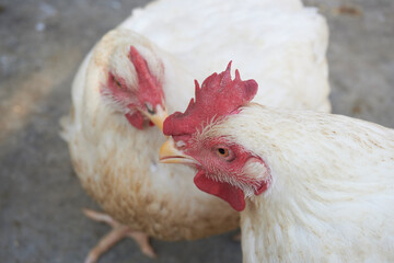 Poultry animals, muscovy ducks, ducks and chickens
