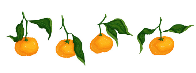 Set of citrus fruits tangerines. Vector graphics.	