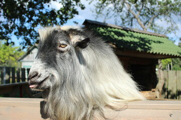 Cute gray goat smiling and sticking out his tongue. Funny farm pets. Raising animals on farms