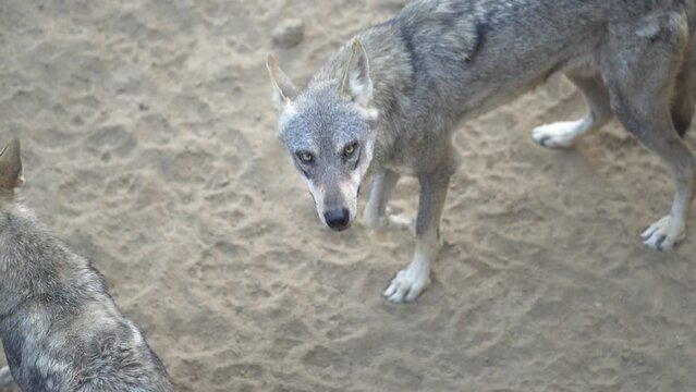 Arabian wolf (Canis lupus arabs), wolves intimate moments.