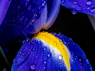 Iris xiphium,Spanish iris