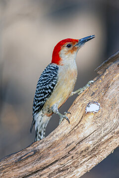 red-bellied woodpecker,Melanerpes carolinus