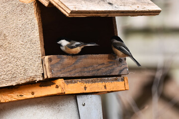Fototapeta premium La Plaine 24 Décembre 2023