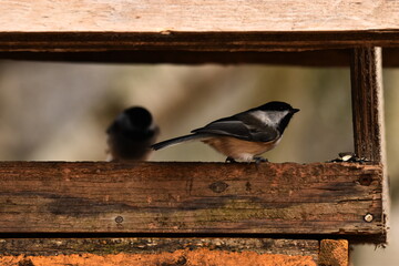 La Plaine 24 Décembre 2023