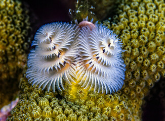 Spirobranchus giganteus, Christmas tree worms