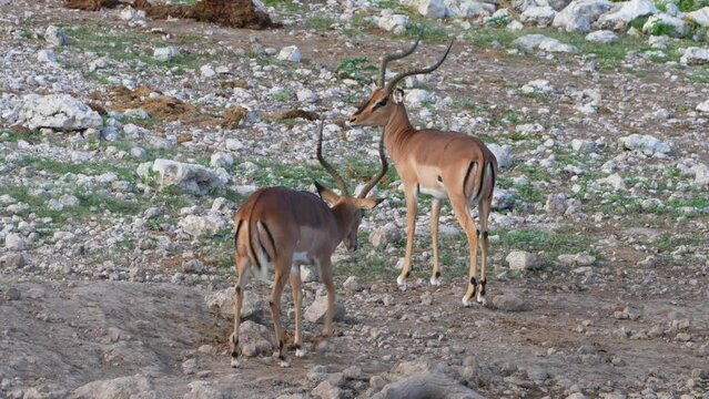 Black faced Impala, Namibia
Medium shot from Namibia, 2023
