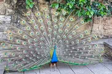 peacock with feathers out