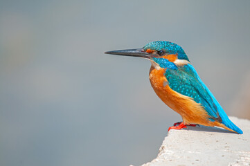 Common Kingfisher, Alcedo atthis, fishing on stones in the lake.