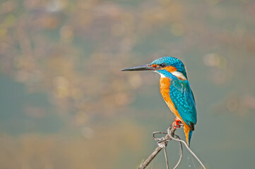 Kingfisher, Alcedo atthis, hunting on a branch in the reeds.