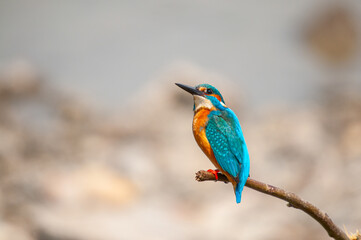 Kingfisher, Alcedo atthis, hunting on a branch in the reeds.