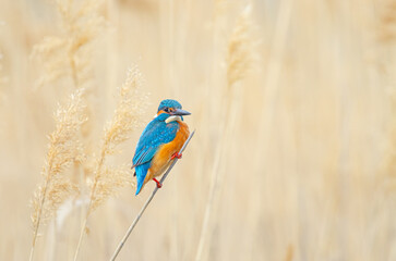 Kingfisher, Alcedo atthis, hunting on a branch in the reeds.