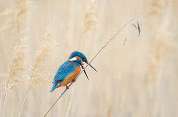 Kingfisher, Alcedo atthis, extracting pellets.