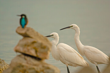 Kingfishers, Alcedo atthis and Little Egrets feeding in the lake.
