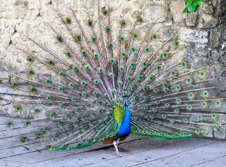 peacock in front of background