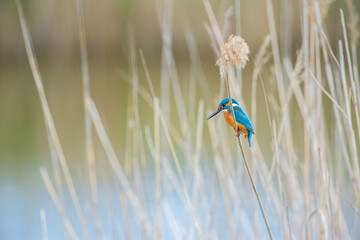 Kingfisher, Alcedo atthis, hunting on a branch in the reeds.