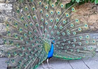 peacock with feathers