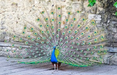 peacock with feathers out