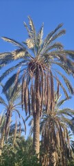 Date palms in the oasis city of Tozeur Tunisia