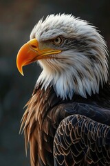 A close-up view of a bird of prey, capturing its fierce and focused gaze. This image can be used to depict wildlife, nature, or even strength and determination