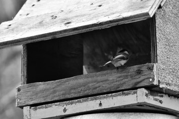 La Plaine 24 Décembre 2023 N&B