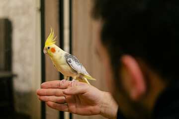 parrot sits on hand.Beautiful photo of a bird.Funny parrot.Cockatiel parrot.
Home pet yellow...