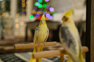 Yellow cockatiel parrot.Cute cockatiel.Home pet parrot.The best cockatiel.Beautiful photo of a...