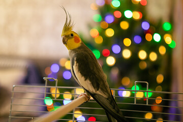 Yellow cockatiel parrot.Cute cockatiel.Home pet parrot.The best cockatiel.Beautiful photo of a...