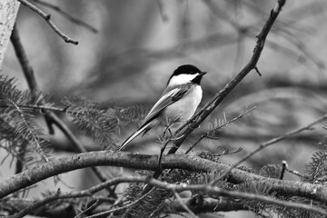 La Plaine 24 Décembre 2023 N&B