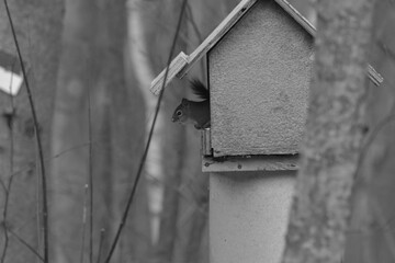 La Plaine 24 Décembre 2023 N&B