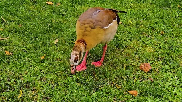 An Egyptian goose is picking grass on a meadow