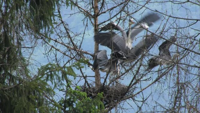 Gray Heron (Ardea cinerea) Airone cenerino