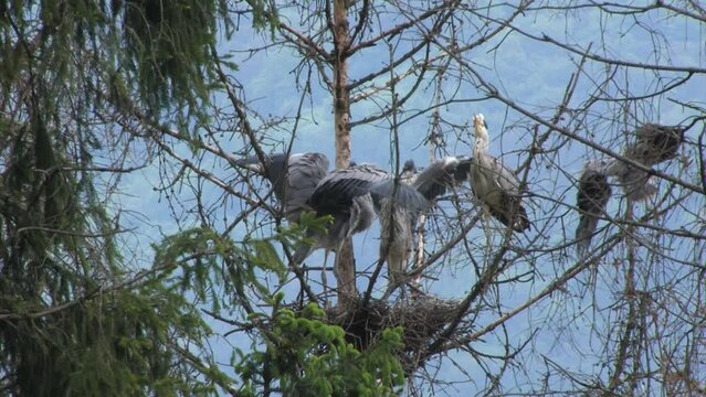 Gray Heron (Ardea cinerea) Airone cenerino