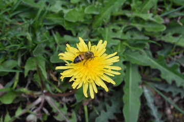 bee perched on a yellow flower
